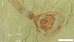 Lingulella chengjiangensis specimen preserving the pedicle