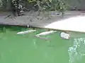 Crocodiles in a pond