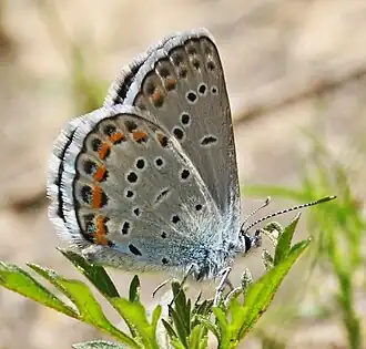 The endangered Karner blue, photographed at Canoe Landing Prairie