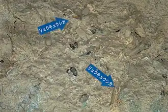 Fossil remains of the prehistoric Ryukyu Deer (リュウキュウシカ) visible within the cave walls