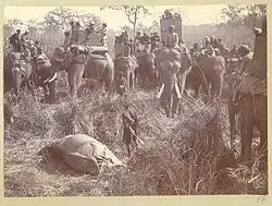George V and Chandra Shumsher JBR with a slain rhino during a hunt (December 1911)