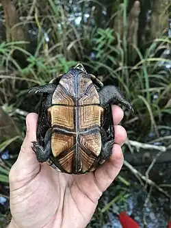 K. s. hippocrepis, Arkansas