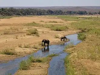 Elephants on the sandy river bed
