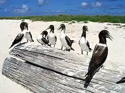 Seven brownish birds sitting on a large log on a beach