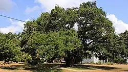 Auction Oak