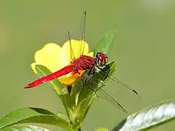 Male, Cairns, Australia