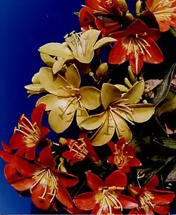 Sculpture of Bush Lily by Patrick O'Hara. Oppenheimer Collection, South Africa, 1991. Height 30 cm