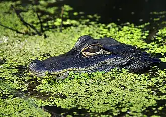 Young alligator at Audubon Lookout