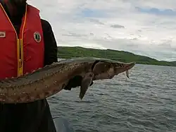 Lake sturgeon, Batchawana Bay, Lake Superior (live released)