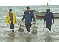 Modern oyster fishing at Whitstable, 2007