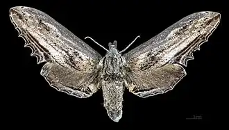 Female Langia zenzeroides zenzeroides, dorsal view