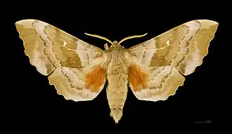 A male poplar hawk-moth, viewed from the back