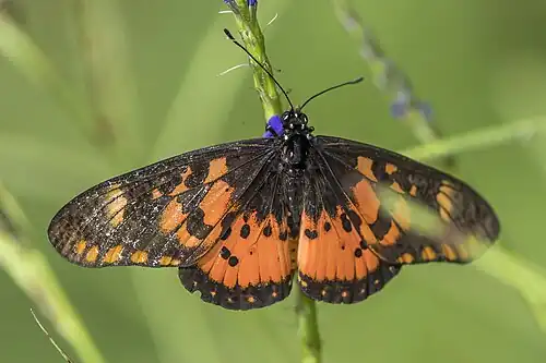 A. z. anobonna upper side