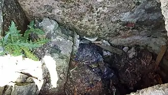 Entrance to the cellar, June 2024