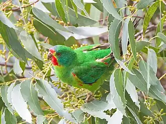 Swift parrot in eucalypt foliage