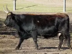 A cow of the Heck breed stands. It is black with horns.
