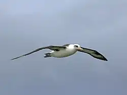At Kilauea Point on Kauai, Hawaii