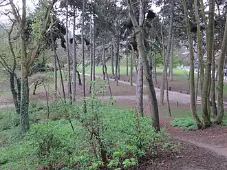 Pine trees in the park, colonised by parakeets[2]