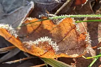 An oak leaf with frost in Sweden