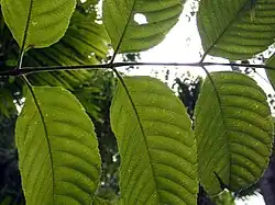 Leaf venation