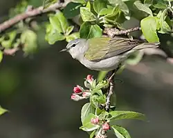 A Tennessee warbler perched on a fencepost