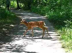 Deer crossing the broad trail