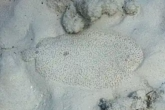 Lenguado (Pardachirus marmoratus), Zanzíbar, Tanzania, 2024-05-31, DD 32