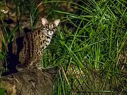 Spotted Sunda leopard cat on a branch