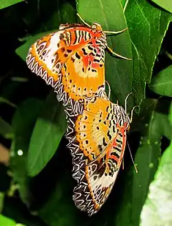 Male and female, coupling, undersides, on leaf
