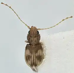 Lepidophloeus exquisitus.