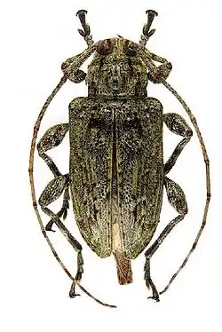 Leptostylopsis cristatus Fisher, 1925