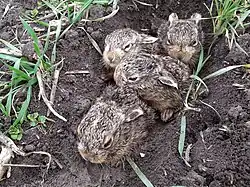 Photograph of newborn hares