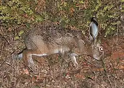 A hare walking among grasses and leaf litter with its nose to the ground