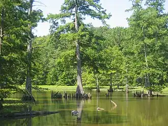 Cypress swamp