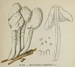 Patouillard's illustration, 1889