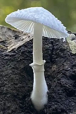 Inferior, flared ring of a Leucocoprinus species