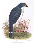 Leucopternis semiplumbeus (1869), Joseph Smit