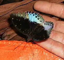 L. pardalis (male)