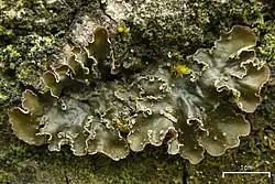 A leafy, dark bronze lichen with wavy, white-tipped edges on a piece of bark