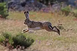 A hare jumping through the air