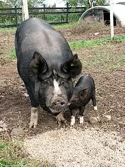 Berkshire pigs showing white points