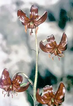 Variety of Martagon lily