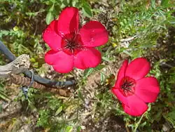Two red five petaled flowers with darker centers