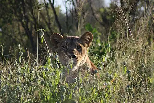 A lioness in tall grasses in the Savuti region of northern Botswana, photographed during a Wilderness safari in April 2025.