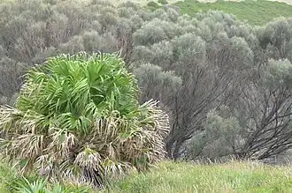 L. australis & casuarinas on a cliff above the sea