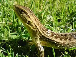 Photo of Lioaemus chilensis from Santiago, Chile in 2009