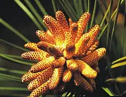 Loblolly pine male cones ready to cast pollen.