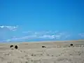 American bison grazing on Antelope Island