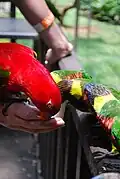 Feeding time for rainbow lorikeets and a red lory