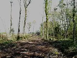 Woodland in Tullaghan townland near the shore of Lough Owel